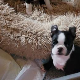 Boston Terrier Puppies from Tre Run Bostons