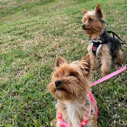 Yorkshire Terriers from Purebred Yorkies