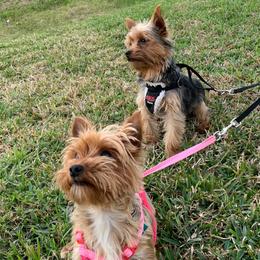 Yorkshire Terriers from Purebred Yorkies