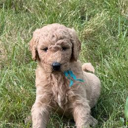 Lancelot-Teal Collar - Red  male Goldendoodle puppy in Cape Coral, Florida from GoldenDoodles Cape Coral