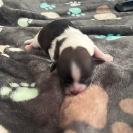 Juliet - Tricolor female Shih Tzu puppy in Tampa, Florida from Shih Tzus of Kingshyre