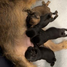 Brussels Griffon puppies from Griffs & Giggles Ranch - The Cortez Family