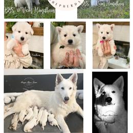 Berger Blanc Suisse and German Shepherd Puppies from Vom Hundhaus Shepherds