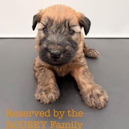 Liv Morgan - Wheaten female Soft Coated Wheaten Terrier puppy in Grand Prairie, Texas from Wonderful Wheatens