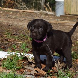 Labrador Retriever Puppies from Choice Chocolate Labs