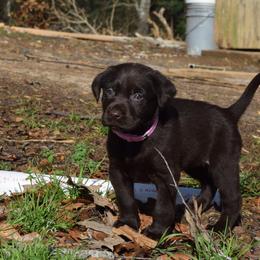 Labrador Retriever Puppies from Choice Chocolate Labs