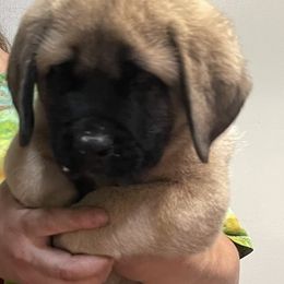 Mastiff Puppies from Showstoppers Mastiffs