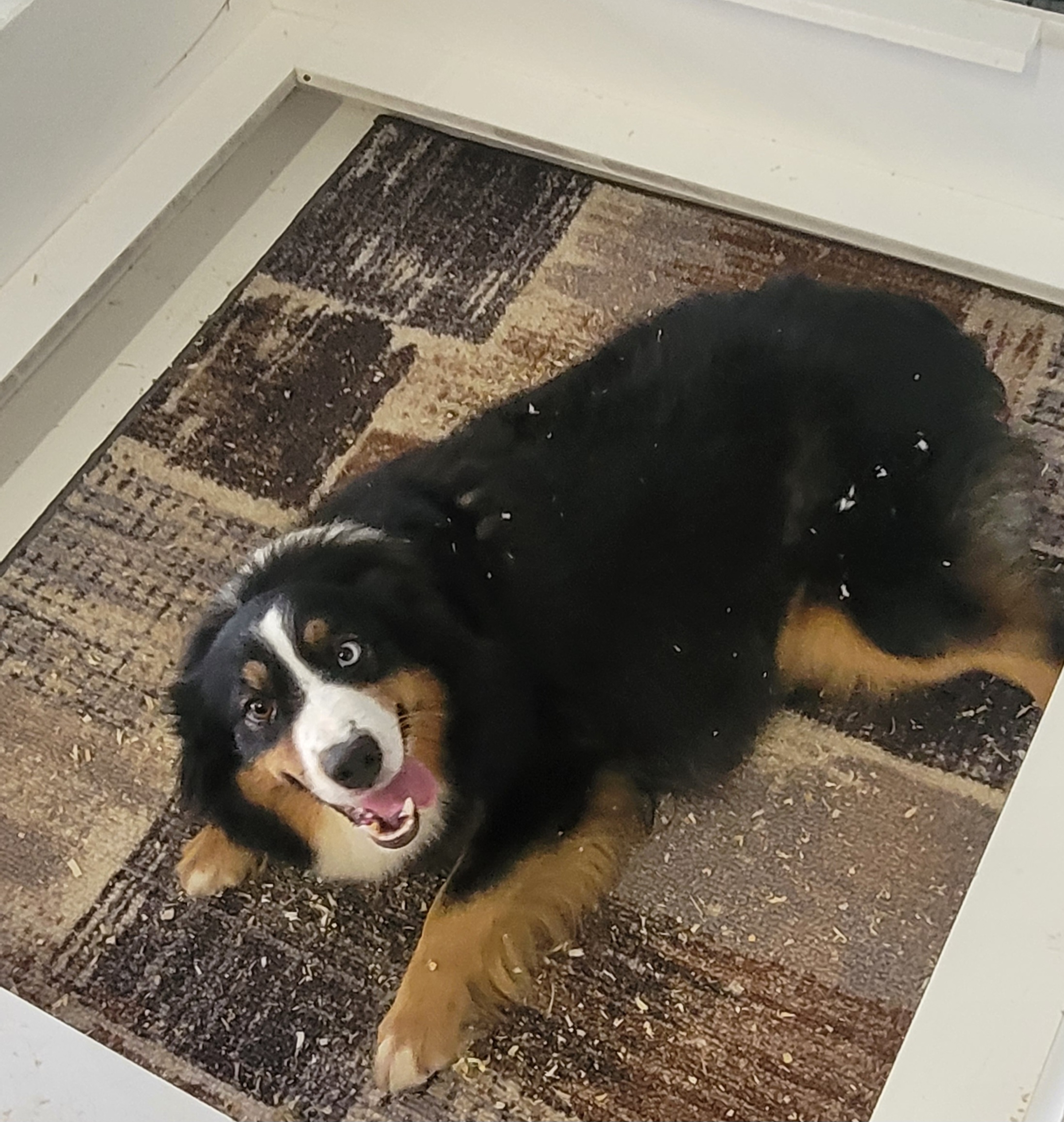 Ivy - Australian Shepherd