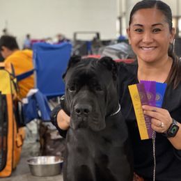 Cane Corso from Diamond Cut Kennels, Hawaii