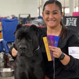Cane Corso from Diamond Cut Kennels, Hawaii