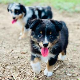 Trixie - Black tri female Toy Australian Shepherd puppy in Luling, Texas from Little Wood Toy and Mini Aussies
