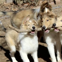 Collies from Olivia Mcvadon's Collies