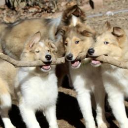Collies from Olivia Mcvadon's Collies