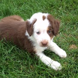 English Shepherd Puppies from LiquidMoon English Shepherds