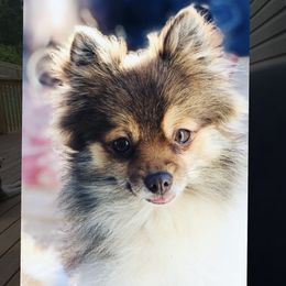 Gabby - Pomeranian