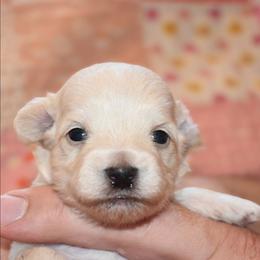 Colter - Cream male Maltipoo puppy in Rainbow City, Alabama from Southland Farm Kennels
