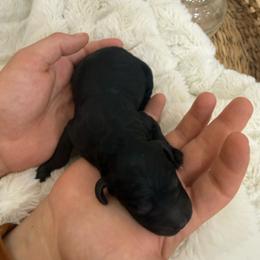 Mouse King - Black male Goldendoodle puppy in Lexington, North Carolina from Southern Grace Acres