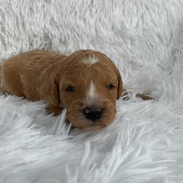 Teal - Collar - Red  female Goldendoodle puppy in Fairmont, West Virginia from Mountainside Doodles, LLC