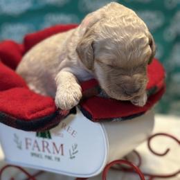 Girl 1 - female Goldendoodle puppy in Westminster, South Carolina from Goldendoodlepuppiessc
