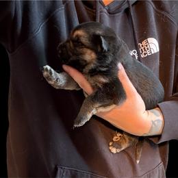 Black and Tan Female - Black and tan female German Shepherd puppy in Tafton, Pennsylvania from Pocono GSD