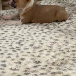 Blue fawn boy - Lilac male Boston Terrier puppy in Madera Acres, California from Muggin Bostons Terriers and Mini Dachshund