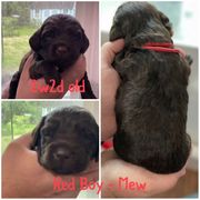 Boykin Spaniel Puppies from Camelot Creek Kennels