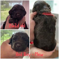 Boykin Spaniel Puppies from Camelot Creek Kennels