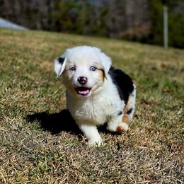 Donner - Blue merle female Australian Shepherd puppy in Blairsville, Georgia from Georgia Peach Aussies