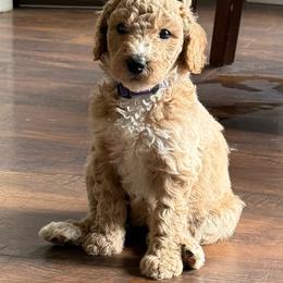 Zoe - Cream female Poodle puppy in Dayton, Washington from Country Sundance Poodles