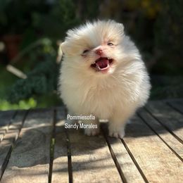 Bulldog and Pomeranian Puppies from Pommies of LA