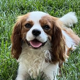 Chaz - Cavalier King Charles Spaniel