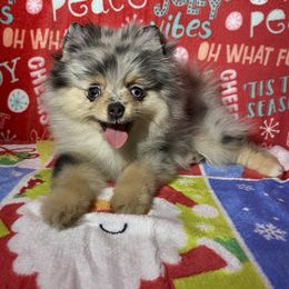 Pomeranian Puppies from Summer Set Poms