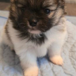 Jasper - Red sable male Pomeranian puppy in Pickton, Texas from Mandy's Precious Poms