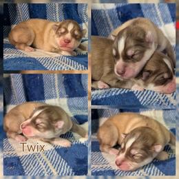 Twix - Red and white male Siberian Husky puppy in Coshocton, Ohio from Wyant Farms