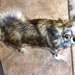 Mocha - Chihuahua