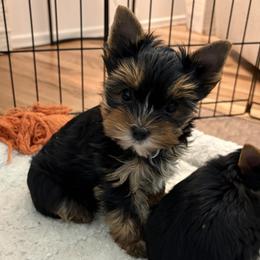 Naya - Blue and gold female Yorkshire Terrier puppy in Portland, Oregon from Bohemian Beauty Yorkshire Terrier