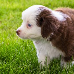 Miniature American Shepherd and Miniature Australian Shepherd Puppies from Bellewynd Acres