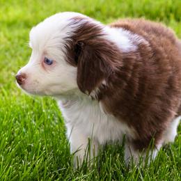 Miniature American Shepherd and Miniature Australian Shepherd Puppies from Bellewynd Acres