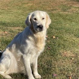 Piper - Golden Retriever