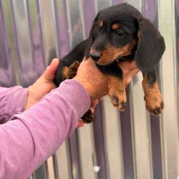 Girl 1 - Black and tan female Dachshund puppy in Conway, Missouri from Ozark Mountain Kennel