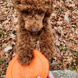 Coton de Tulear and Poodle Puppies from Legacy Pets