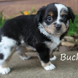 Buck - Blue merle male Miniature American Shepherd puppy in Godley, Texas from Flying H Toy and Mini Aussies