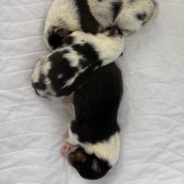 Shetland Sheepdog puppies from Az K9 Companions