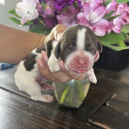 Girl 2 - female English Springer Spaniel puppy in Vacaville, California from Goldridge Springers