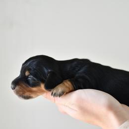Espresso - Black and tan female Dachshund puppy in Youngstown, Florida from Paradox Dachshunds