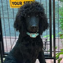 Jaye - Poodle