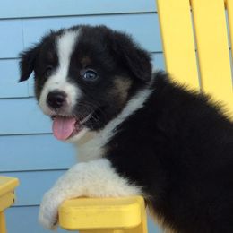 Australian Shepherds from SEK Australian Shepherds
