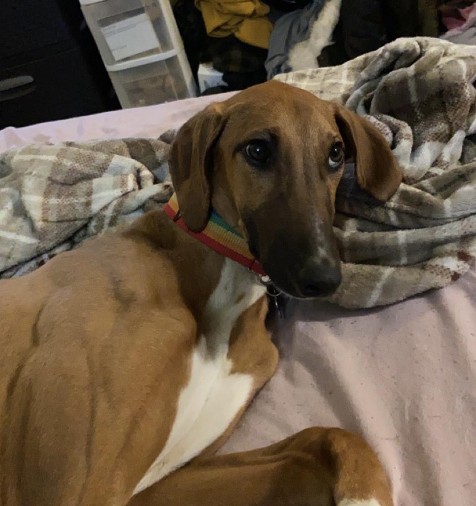 Kokomo Kennels in Ohio Azawakh, Collie or Standard Schnauzer puppies