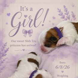 Josie - Gold and white female Shih Tzu puppy in Walterboro, South Carolina from Puddlejumpers