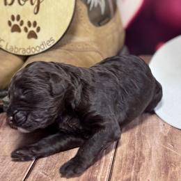 Garth Brooks - Chocolate male Labradoodle puppy in Kingston, Georgia from CC Familydoodles